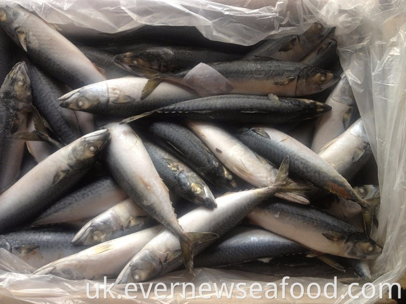 свіжоморожена тихоокеанська скумбрія ціла кругла риба